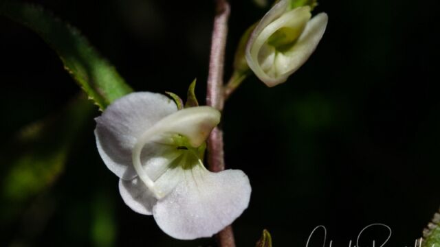 Pedicularis racemosa ssp. alba White-flowered Sickletop Lousewort