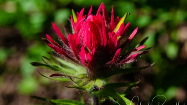 Castilleja parviflora var. oreopola Magenta Paintbrush