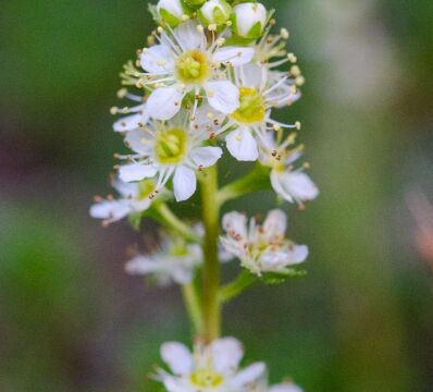 Luetkea pectinata Partridgefoot