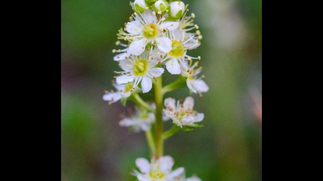 Luetkea pectinata Partridgefoot