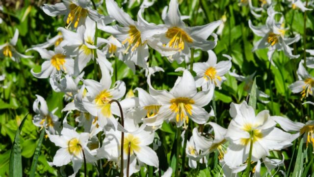 Erythronium montanum Avalanche Lily