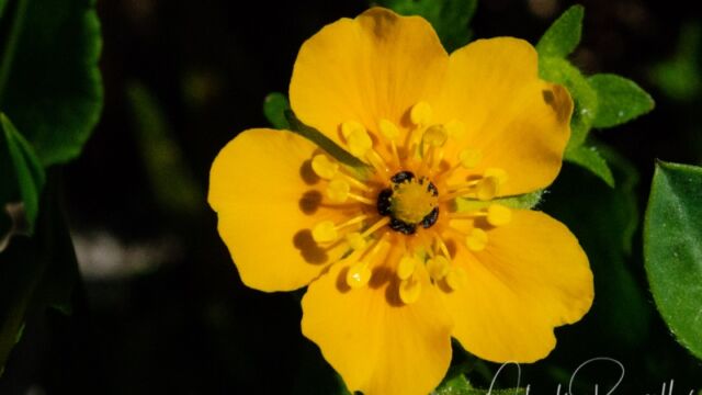 Potentilla flabellifolia Fan-leaf Cinquefoil