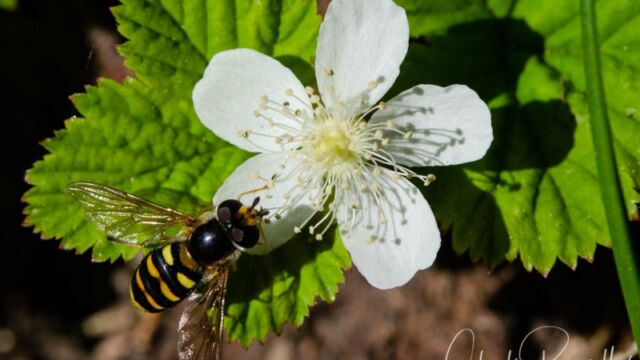 Fragaria vesca Greenleaf Strawberry