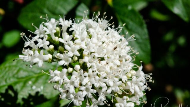 Valeriana sitchensis Sitka Valerian
