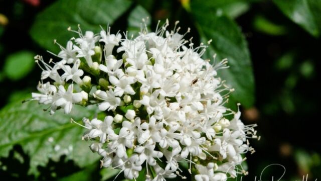 Valeriana sitchensis Sitka Valerian