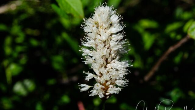 Polygonum bistortoides American Bistort