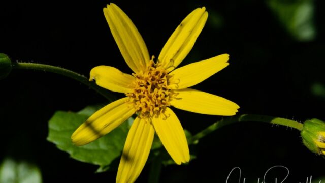 Arnica latifolia Broadleaf Arnica