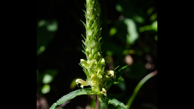 Pedicularis bracteosa Bracted Lousewort