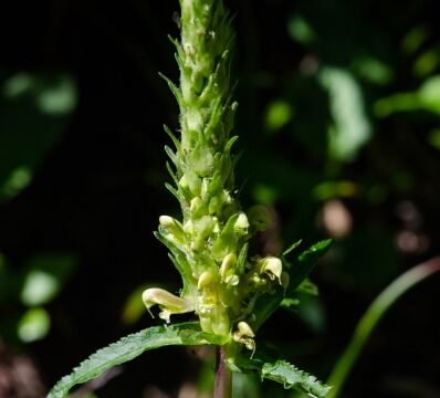 Pedicularis bracteosa Bracted Lousewort