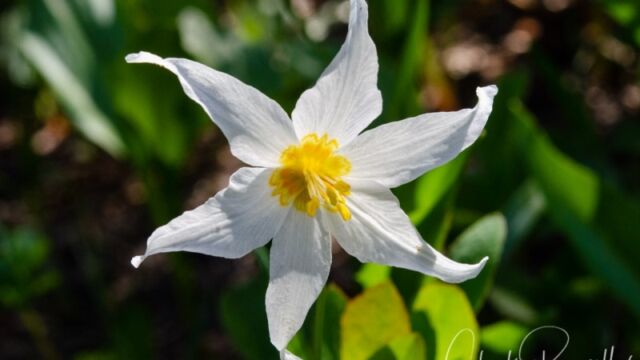 Erythronium montanum Avalanche Lily