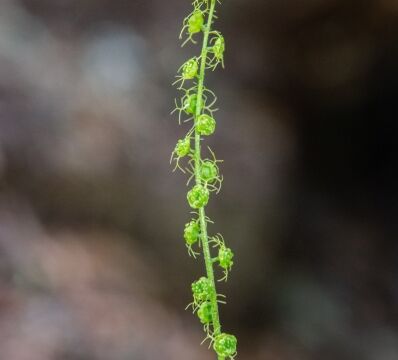 Mitella breweri Brewer's Mitrewort