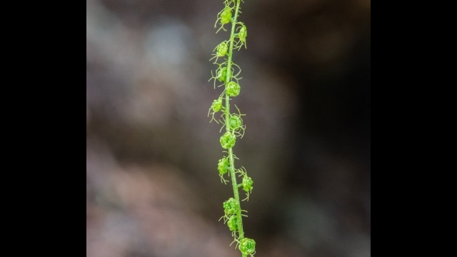 Mitella breweri Brewer's Mitrewort