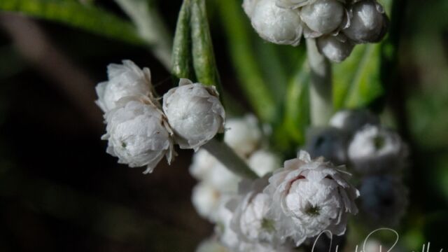 Anaphalis margaritacea Pearly Everlasting