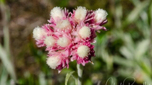 Antennaria rosea Rosy Pussytoes