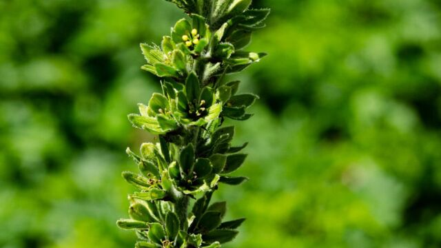 Veratrum viride Green Corn Lily, Veratrum viride