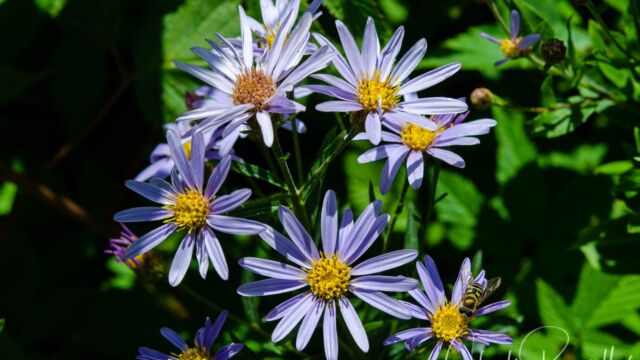 Eucephalus ledophyllus Cascade aster, Eucephalus ledophyllus