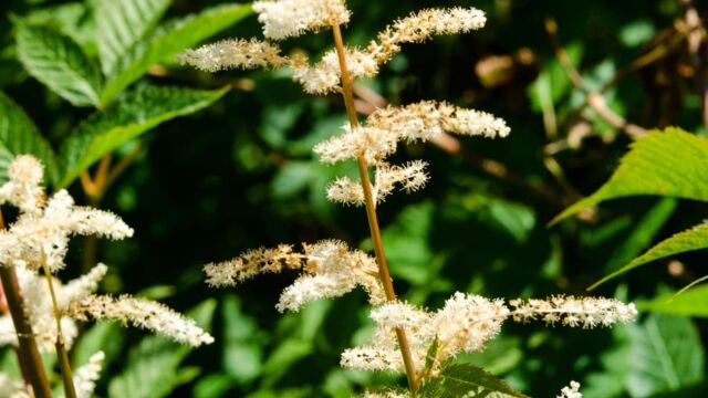 Aruncus dioicus Goat's Beard, Aruncus dioicus