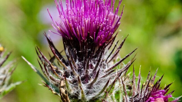 Cirsium edule Indian Thistle, Cirsium edule