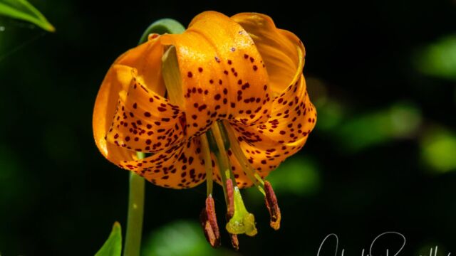 Columbia Lily, Lilium columbianum Columbia Lily, Lilium columbianum