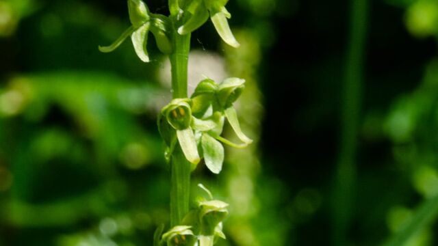 Platanthera stricta Slender Bog Orchid, Platanthera stricta