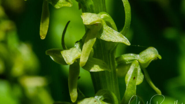 Platanthera stricta Slender Bog Orchid, Platanthera stricta
