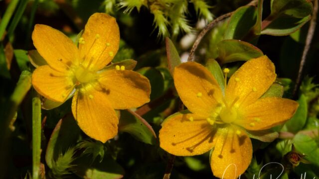 Hypericum anagalloides Tinker's Penny, Hypericum anagalloides