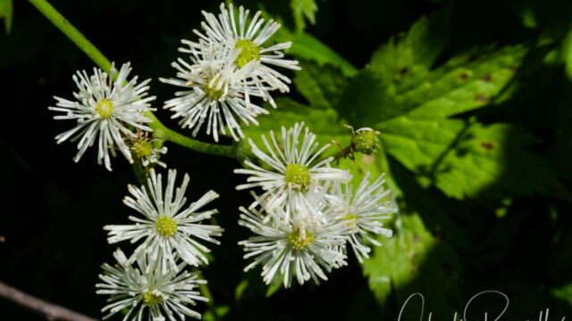 Trautvetteria caroliniensis False Bugbane, Trautvetteria caroliniensis