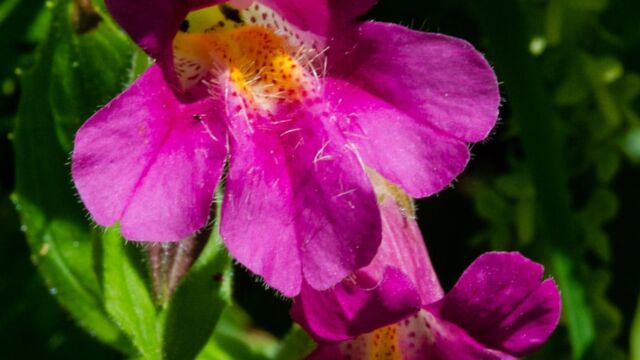 Erythranthe lewisii Lewis's Monkeyflower, Erythranthe lewisii