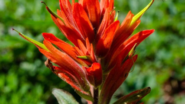 Castilleja miniata Scarlet Paintbrush, Castilleja miniata
