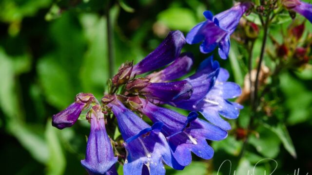 Penstemon serrulatus Cascades Penstemon, Penstemon serrulatus