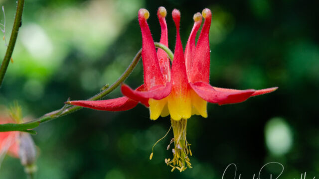 Aquilegia formosa Crimson Columbine, Aquilegia formosa