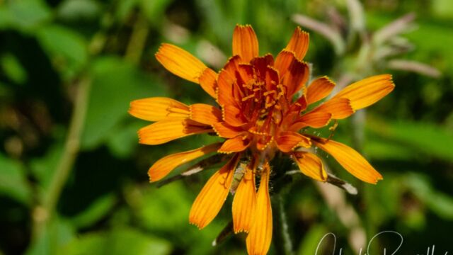 Agoseris aurantiaca Orange Agoseris, Agoseris aurantiaca