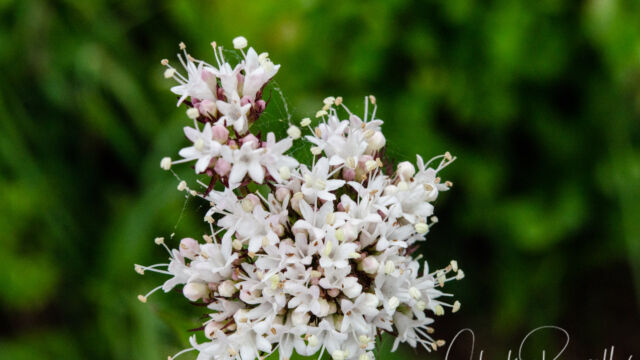 Valeriana sitchensis Sitka Valerian, Valeriana sitchensis