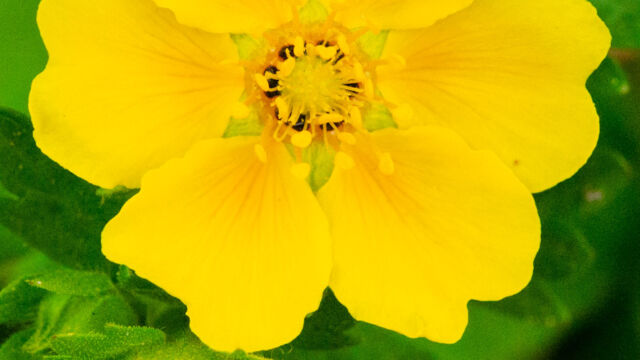 Potentilla flabellifolia Fan-leaf Cinquefoil, Potentilla flabellifolia