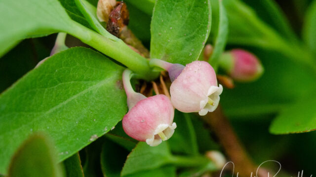 Vaccinium spp. Huckleberry