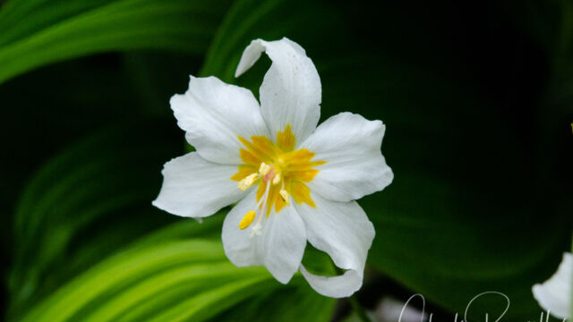 Erythronium montanum Avalanche Lily, Erythronium montanum