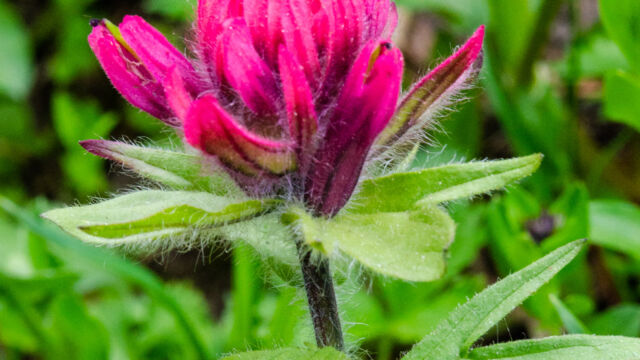 Castilleja parviflora var. oreopola Magenta Paintbrush, Castilleja parviflora var. oreopola
