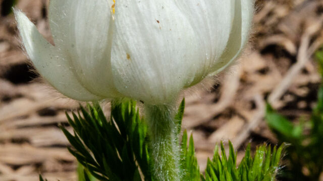 Anemone occidentalis Western Anemone, Anemone occidentalis