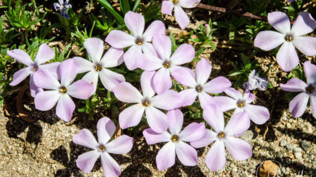 Phlox diffusa Spreading Phlox, Phlox diffusa
