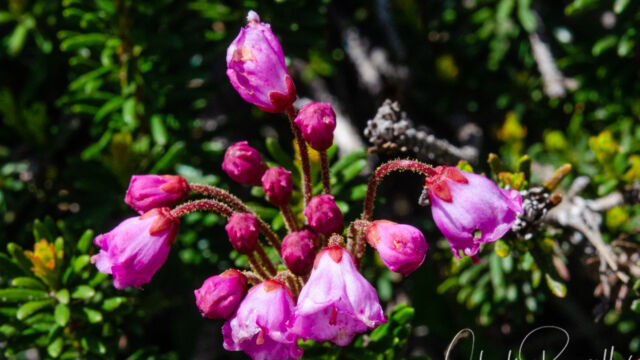 Phyllodoce empetriformis Pink Mountain Heather, Phyllodoce empetriformis