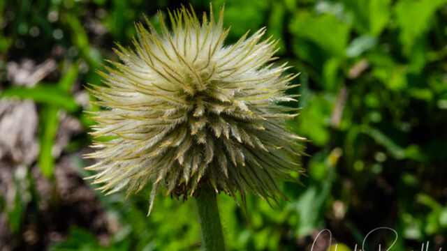 aka Pasqueflower. Anemone occidentalis Western Anemone, Anemone occidentalis