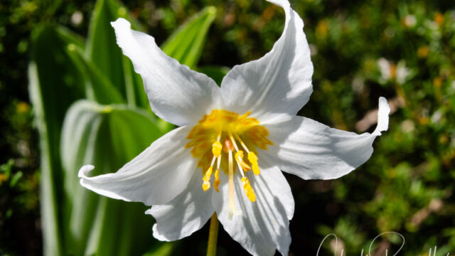 Erythronium montanum Avalanche Lily, Erythronium montanum