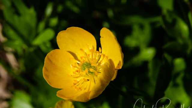 Ranunculus eschscholtzii Subalpine buttercup, Ranunculus eschscholtzii