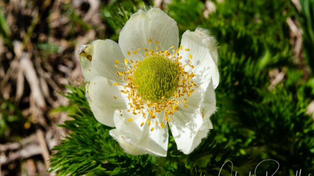 aka Pasqueflower. Anemone occidentalis Western Anemone, Anemone occidentalis