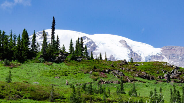 Looking up at the glaciers on Mount Rainier, with the Deadhorse Trail crossing the hillside Mount Rainier Deadhorse Creek Wildflowers