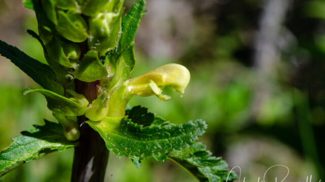 Pedicularis bracteosa Bracted Lousewort, Pedicularis bracteosa