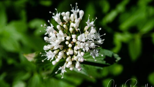 Valeriana sitchensis Sitka Valerian, Valeriana sitchensis