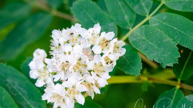 Sorbus sitchensis var. sitchensis Sitka Mountain Ash, Sorbus sitchensis var. sitchensis