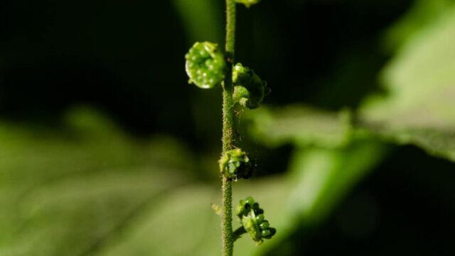 Mitella breweri in seed Brewer's Mitrewort, Mitella breweri