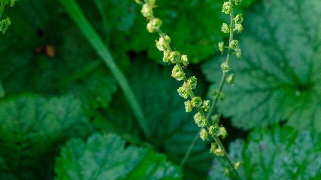 Mitella breweri Brewer's Mitrewort, Mitella breweri